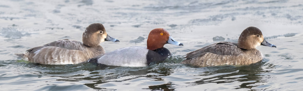 Redhead, Irondequoit Bay Outlet © Alan Bloom, January 29th, 2026