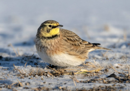 Horned Lark, Avon © Alan Bloom, February 1st, 2026