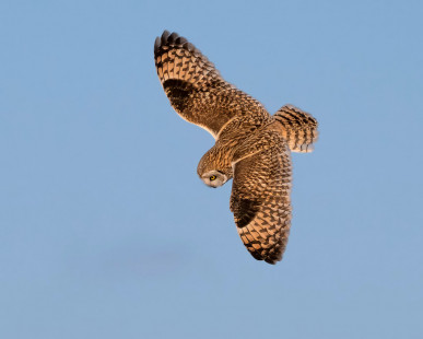 Short-eared Owl, Avon © Alan Bloom, February 1st, 2026