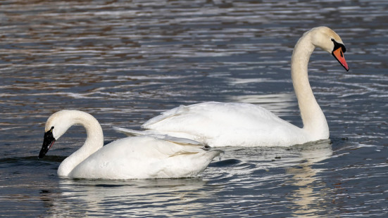 Tundra Swan & Mute Swan, Irondequoit Bay Outlet © Alan Bloom, February 4th, 2026