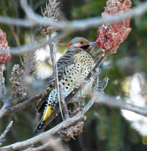 Northern Flicker, Webster Park © Candy Giles, February 8th, 2026