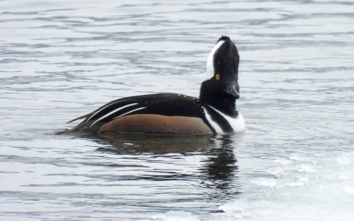 Hooded Merganser, Irondequoit Bay Outlet © Candy Giles, February 17th, 2026