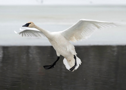 Trumpeter Swan, Seneca Park © Alan Bloom, February 17th, 2026