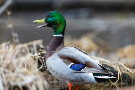 Mallard (M), Tinker Nature Park © Alan Swire, March 30th, 2026