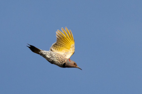 Northern Flicker, Tinker Nature Park © Alan Swire, April 4th, 2026