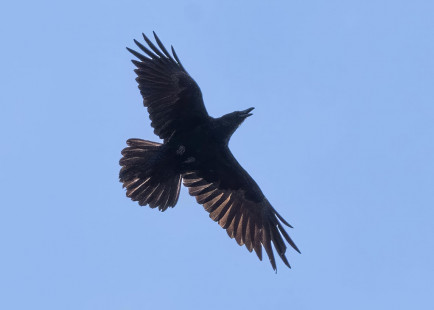 Common Raven, Highland Park © Alan Bloom, April 8th, 2026