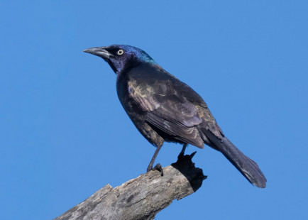 Common Grackle, Tinker Nature Park © Alan Bloom, April 8th, 2026