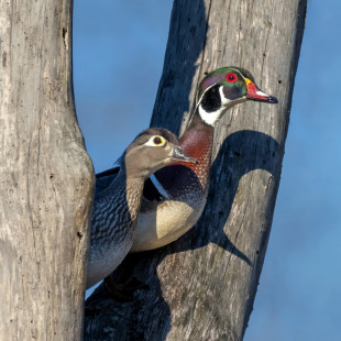Wood Duck, Tinker Nature Park © Alan Bloom, April 8th, 2026
