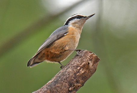 Red-breasted Nuthatch, Cobbs Hill Park © Richard Horsey, April 14th, 2026
