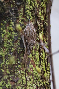 Brown Creeper, Tinker Nature Park © Alan Swire, April 16th, 2026