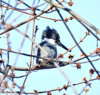 Belted Kingfisher, Irondequoit Bar © Candy Giles, April 7th, 2026