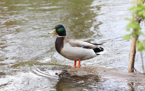 Mallard, Ellison Park © Andrew Romanowski, April 21st, 2026