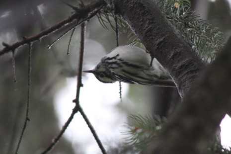 Black-and-white Warbler, Forest Lawn, Buffalo © Niki Banke, April 25th, 2026