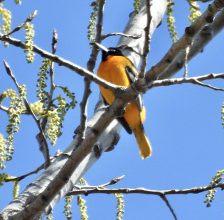 Baltimore Oriole, Irondequoit Bay Park West © Candy Giles, April 27th, 2026