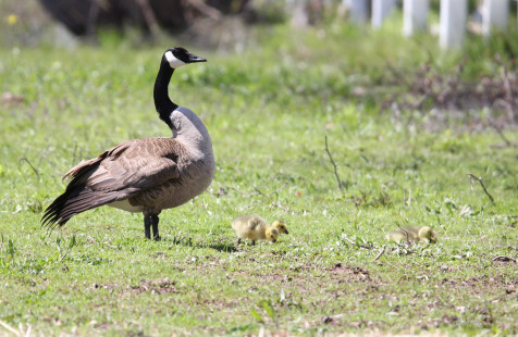 Canada Goose, Hogan Point Road © Andrew Romanowski, May 7th, 2026