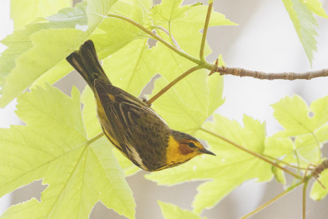 Cape May Warbler, Cobb's Hill, Washington Grove © Jeanne Verhulst, May 5th, 2026