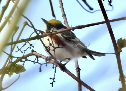Chestnut-sided Warbler, Braddock Bay, West Spit © Candy Giles, May 8th, 2026