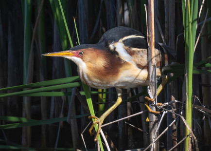 Least Bittern, Brickyard Trail © Alan Bloom, June 4th, 2026