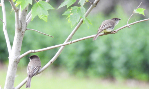 Eastern Phoebe, Oatka Creek Park © Candy Giles, June 9th, 2026