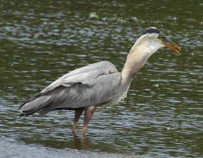 Great Blue Heron, North Ponds Park © Eunice Thein, June 12th, 2026