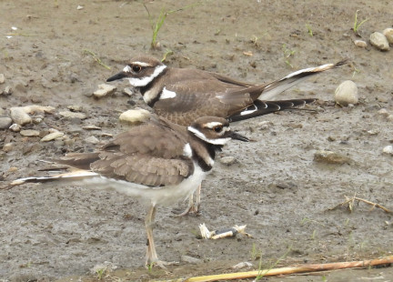 Killdeer, Greece © Eunice Thein, June 24th, 2026
