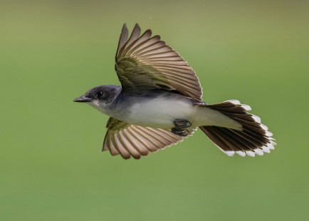 Eastern Kingbird, Nations Rd © Alan Bloom, June 24th, 2026