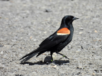 Red-winged Blackbird, Irondequoit Bay Park West © Eunice Thein, June 24th, 2026