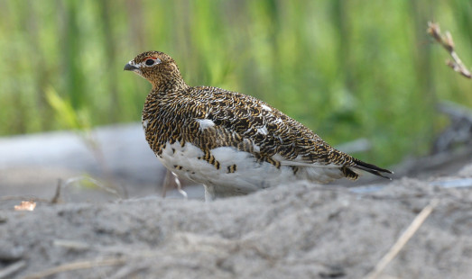 Willow Ptarmigan, Presque Isle State Park, Erie © Dominic Sherony, June 26th, 2026