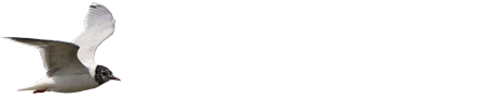 Rochester Birding Association Logo