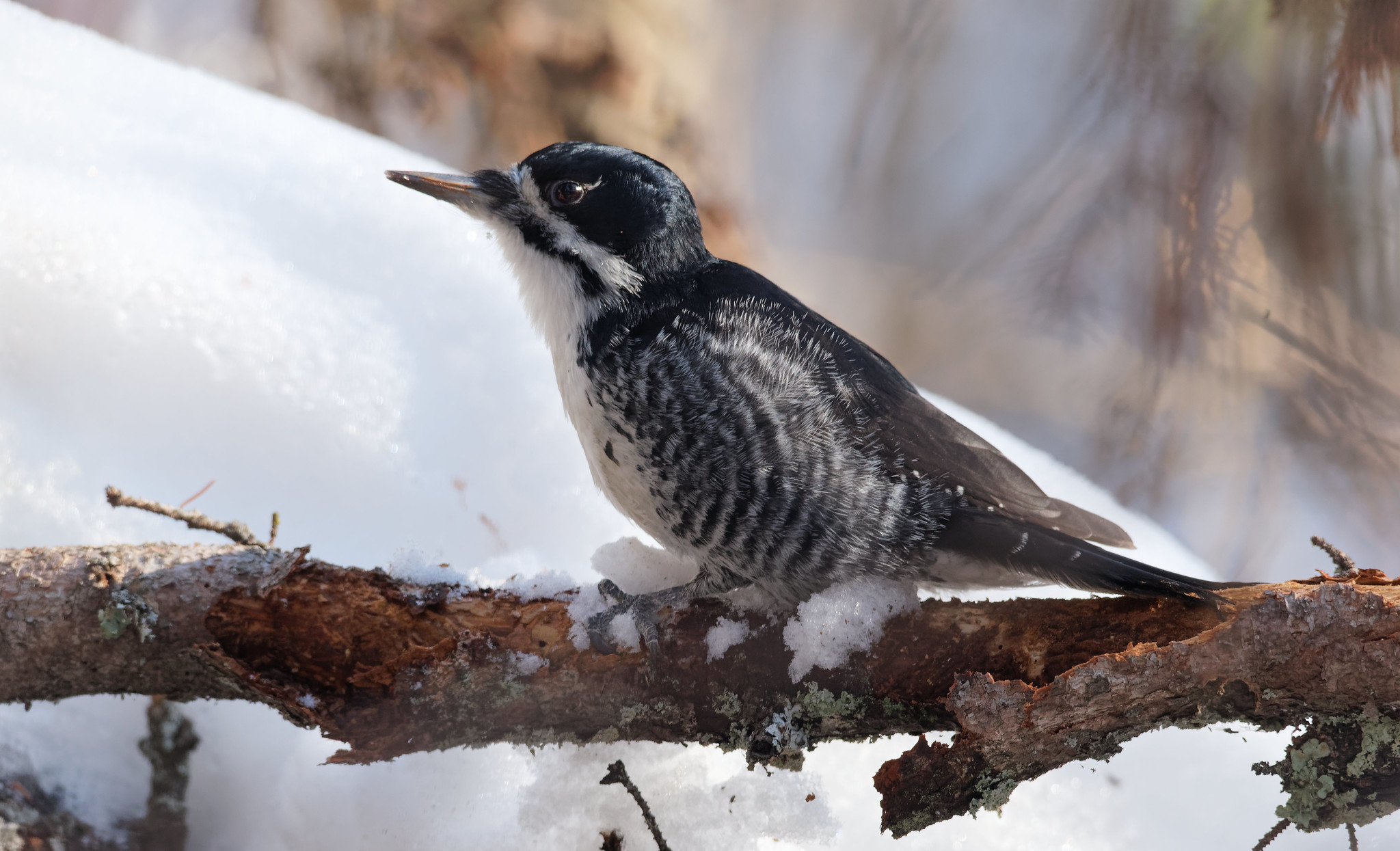 black-backed woodpecker - Kurayba, via Flickr