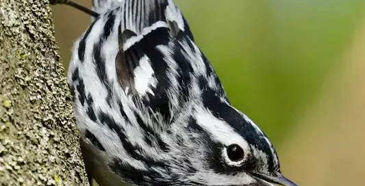 Black-and-white Warbler - Cobbs Hill - :copyright: Alan Bloom - May 10, 2022