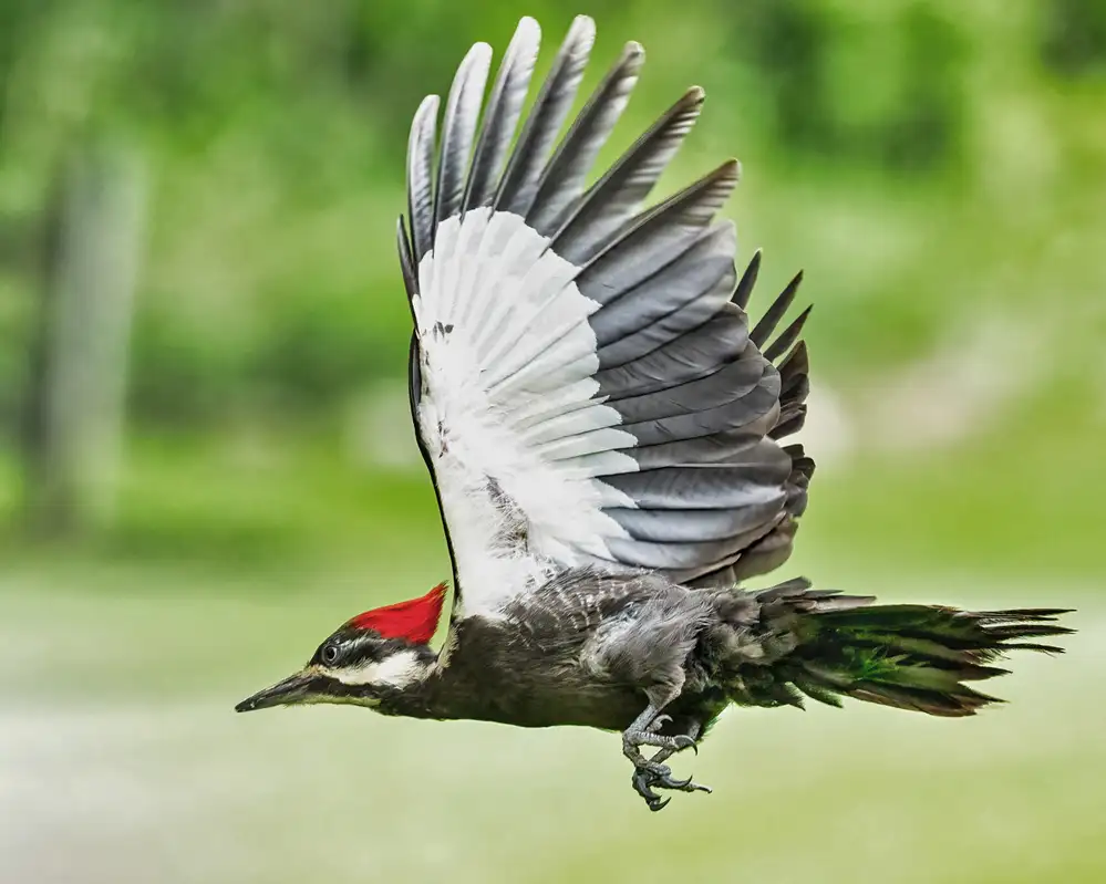 Pileated Woodpecker - Fairport - © Clyde Comstock - May 22, 2022
