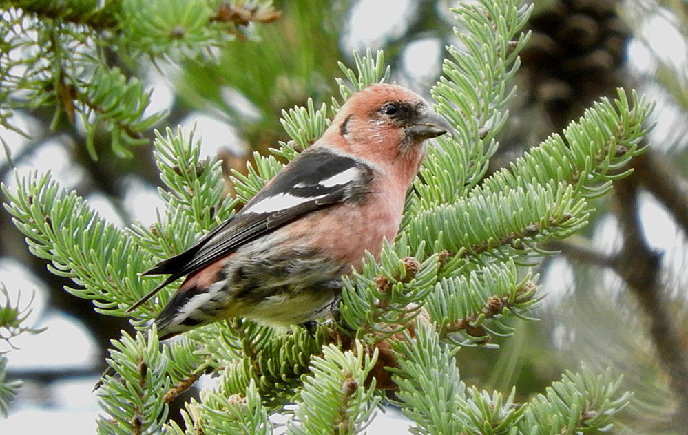 White-winged Crossbill - Owl Woods - © Eunice Thein - Nov 03, 2020