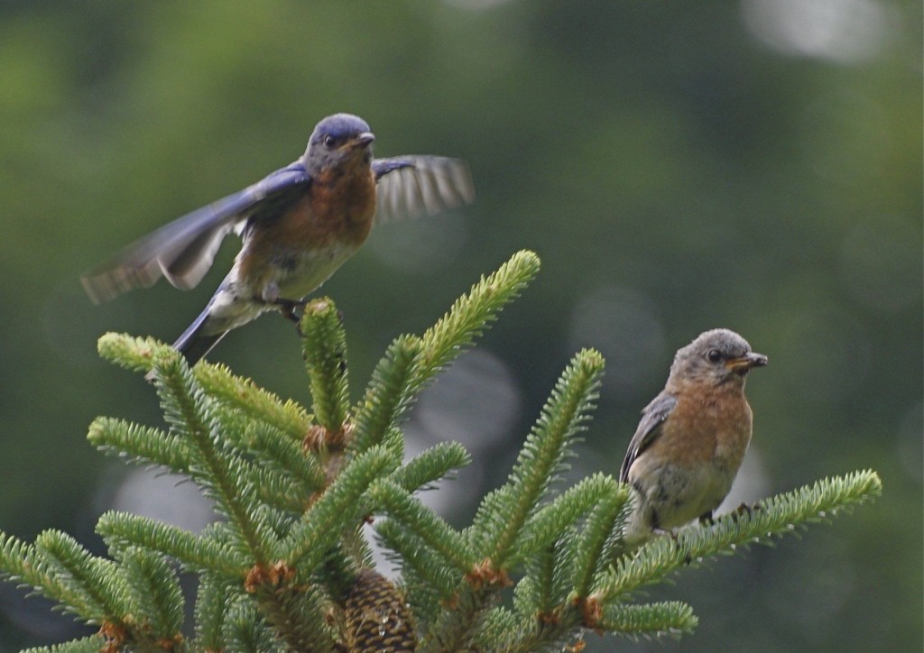 Eastern Bluebird pair (© L Kammermeier)