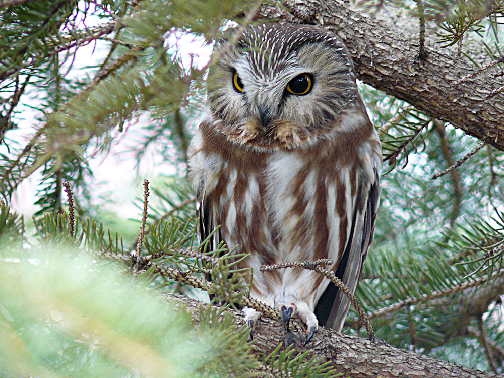 Saw-whet Owl - Braddock Bay-Owl Woods © Jeanne Verhulst