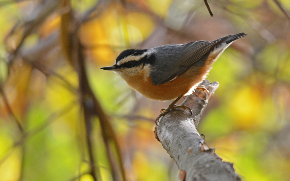 Red-breasted Nuthatch - Durand Eastman Park - © Dick Horsey - Oct 27, 2015
