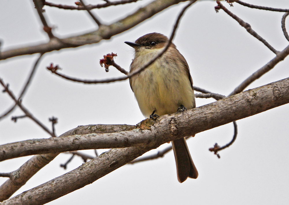 Eastern Phoebe - Thousand Acre Swamp - © Dick Horsey - Apr 12, 2016