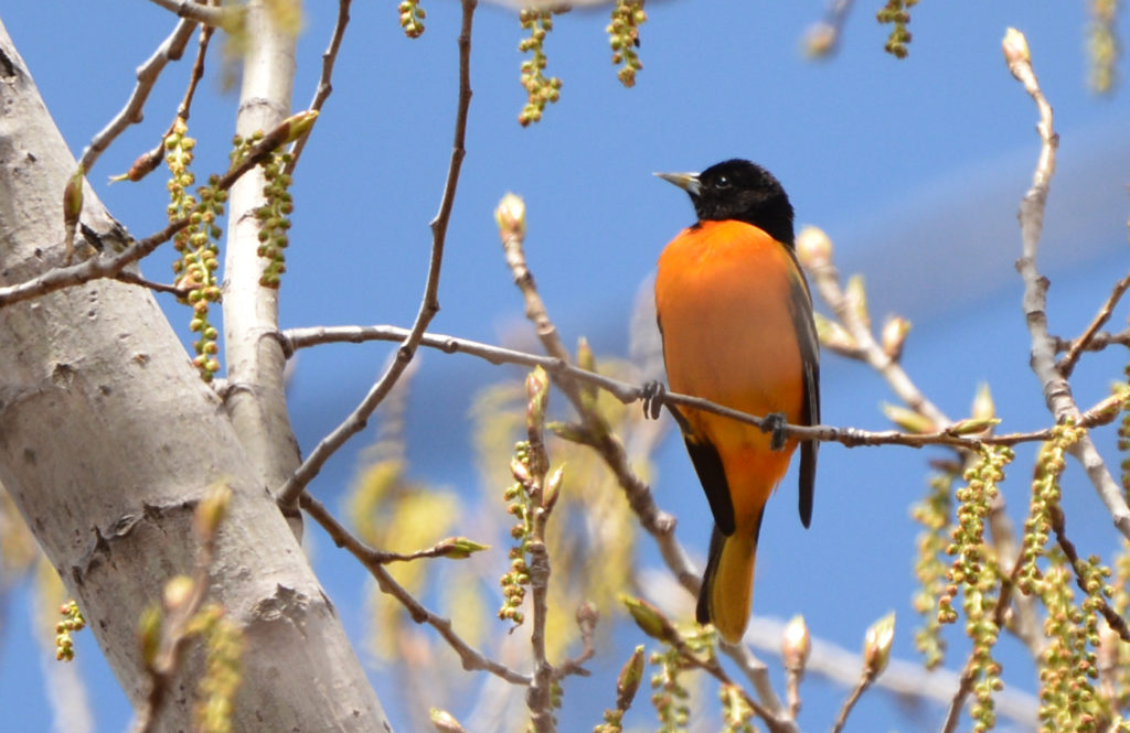 Baltimore Oriole - Cobbs Hill - © Dick Horsey - May 05, 2016