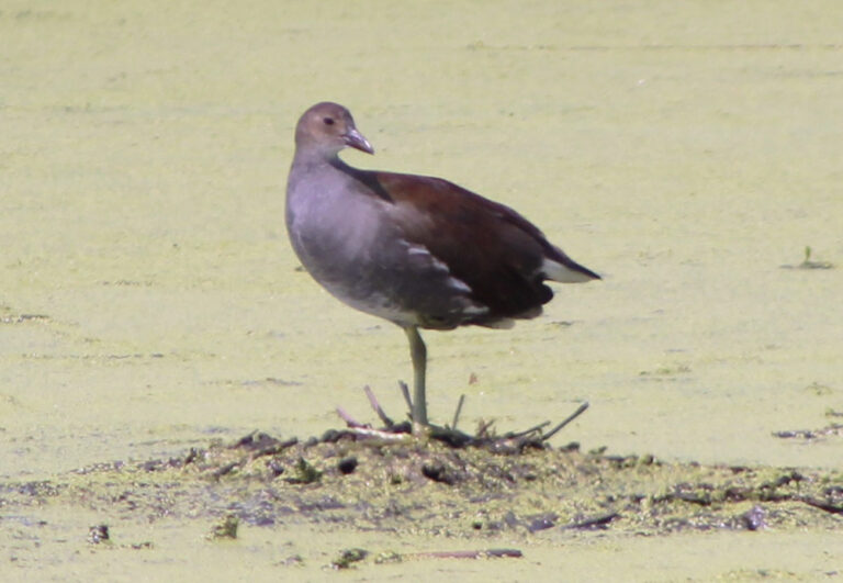 Montezuma National Wildlife Refuge Rochester Birding Association