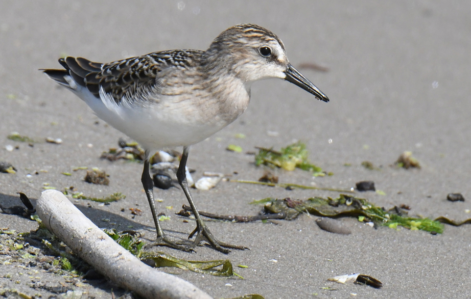 Semipalmated Sandpiper - Braddock Bay East Spit - © Dick Horsey - Aug 15, 2021