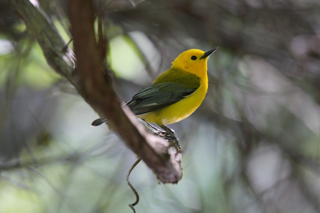 Prothonotary Warbler © Dominic Sherony