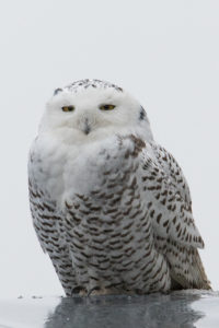 Snowy owl @Nic Minetor