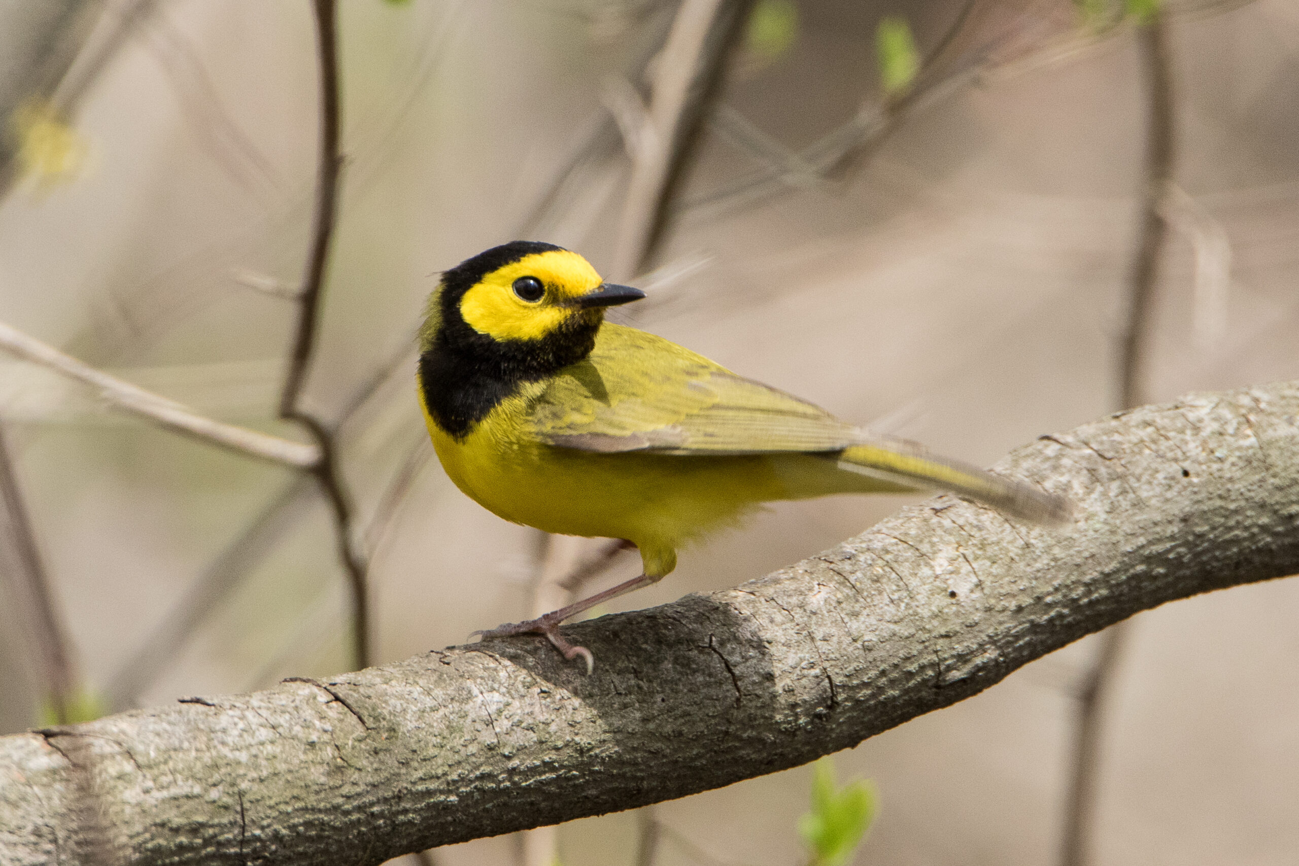 Hooded Warbler by Nic Minetor