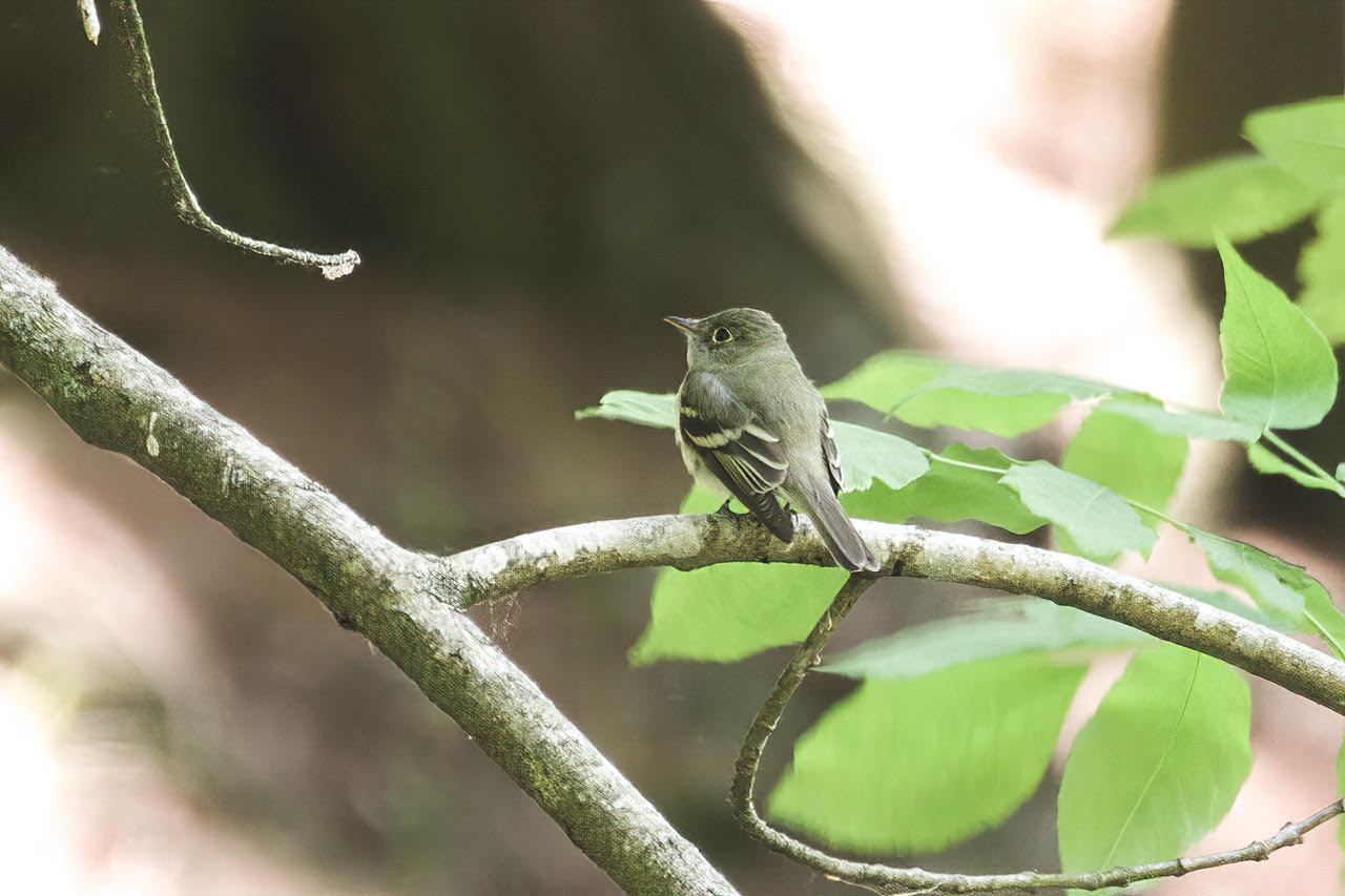 Acadian Flycatcher, Letchworth State Park © Jeanne Verhulst, June 4, 2023