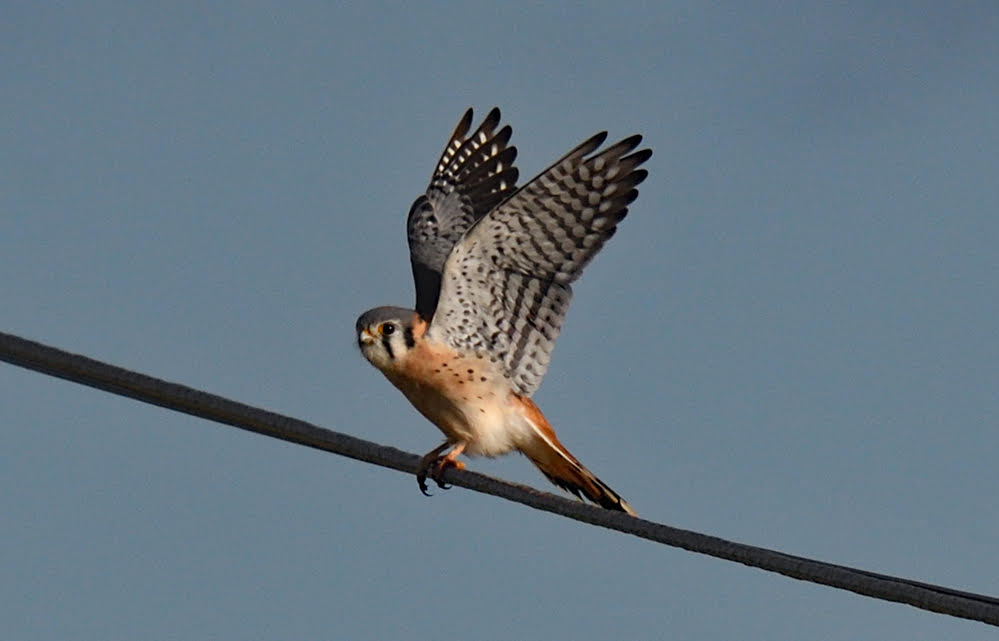 American Kestrel, Nations Road © Dominic Sherony November 8th, 2024