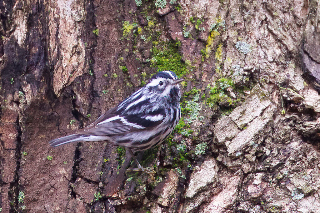 Black-and-white Warbler, Amy's Pond, RBA Field Trip © Jeanne Verhulst, May 12, 2019