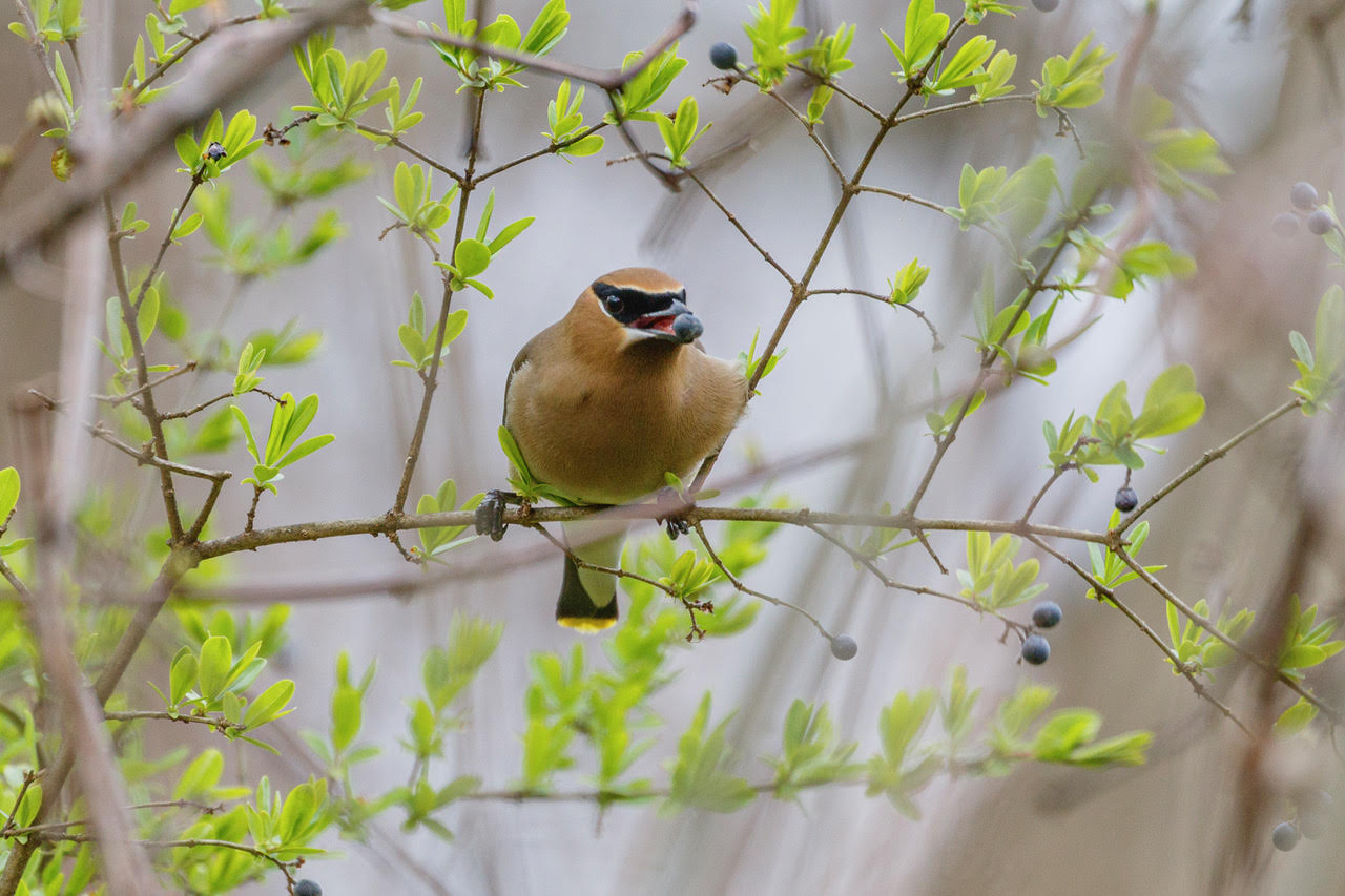 Cedar Waxwing, Four-mile Creek, Webster, NY © Jeanne Verhulst, April 28, 2024