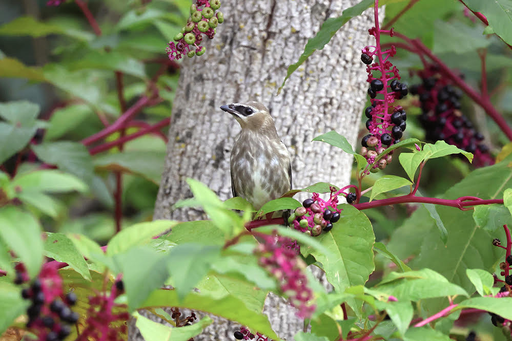 Cedar Waxwing, RBA Field Trip Ganondagan © Aaron Olden September 23, 2023