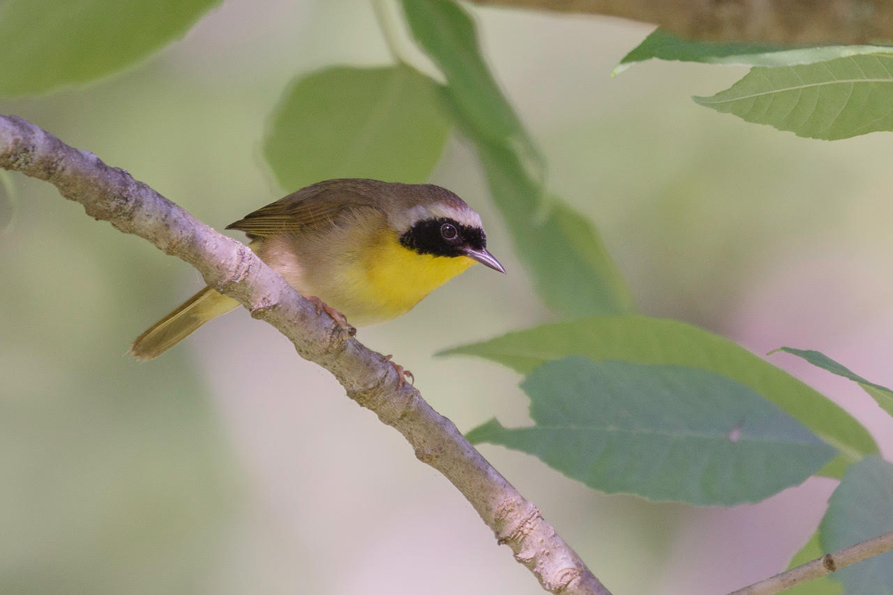 Common Yellowthroat, Powder Mills Park, Pittsford, New York © Jeanne Verhulst, May 25, 2024