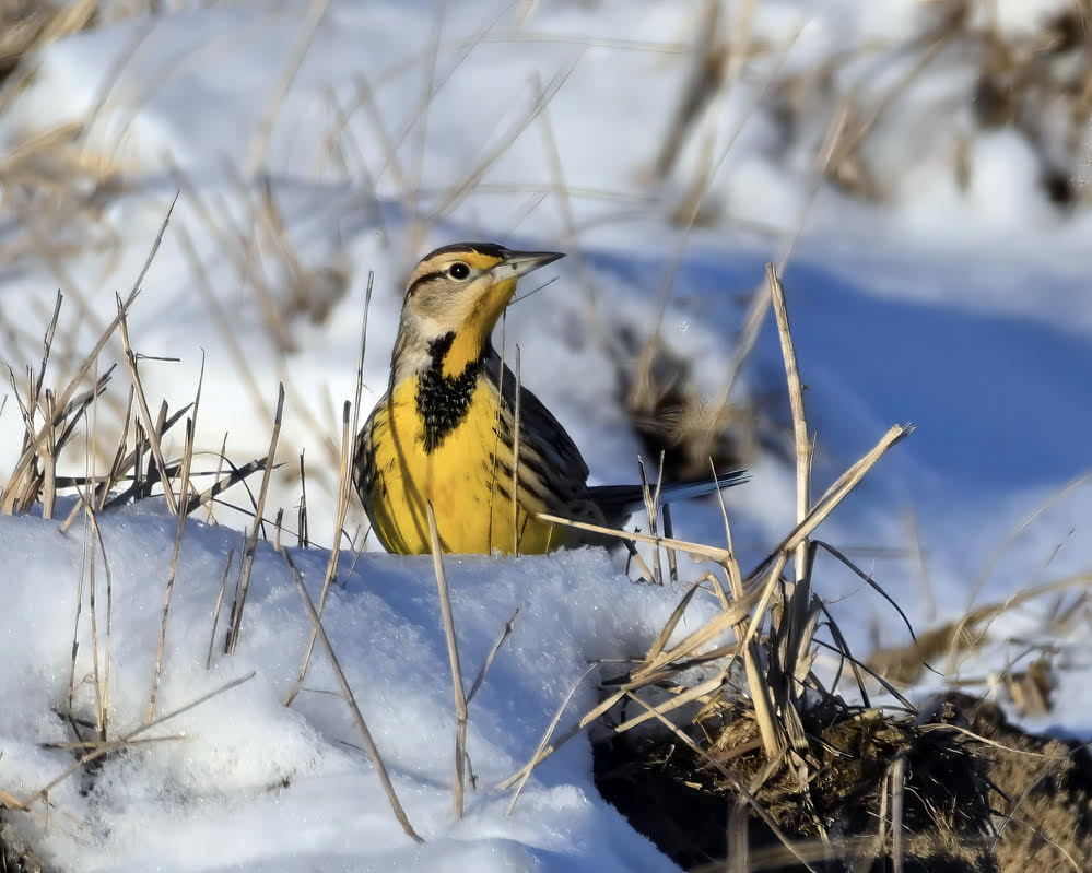 Eastern Meadowlark, Avon © Alan Bloom January 21, 2024